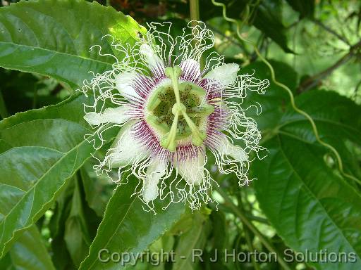 Passionfruit flower 